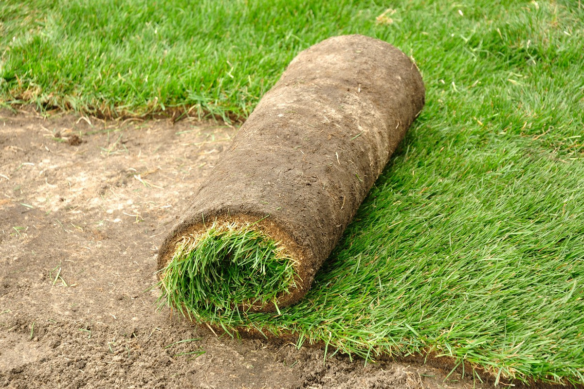 trawnik-z-rolki